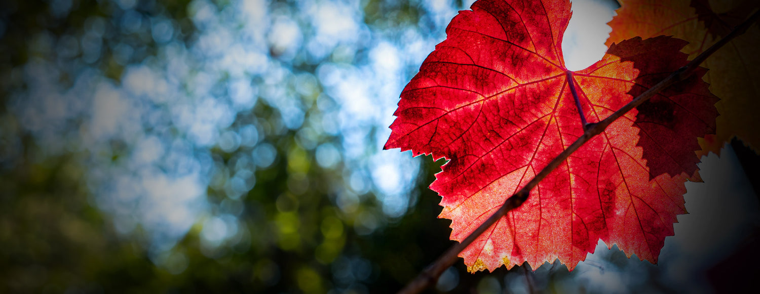 AUTUMN BURGUNDY BONANZA