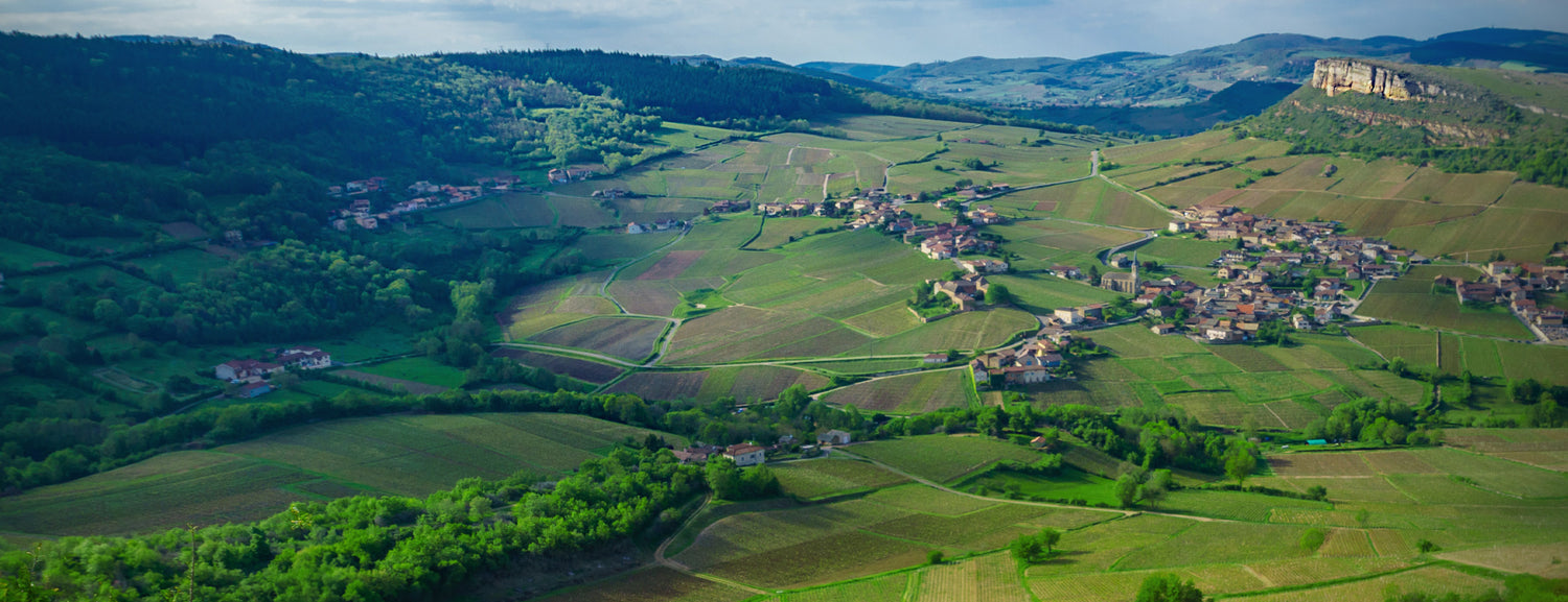 BURGUNDY 2023 EN PRIMEUR