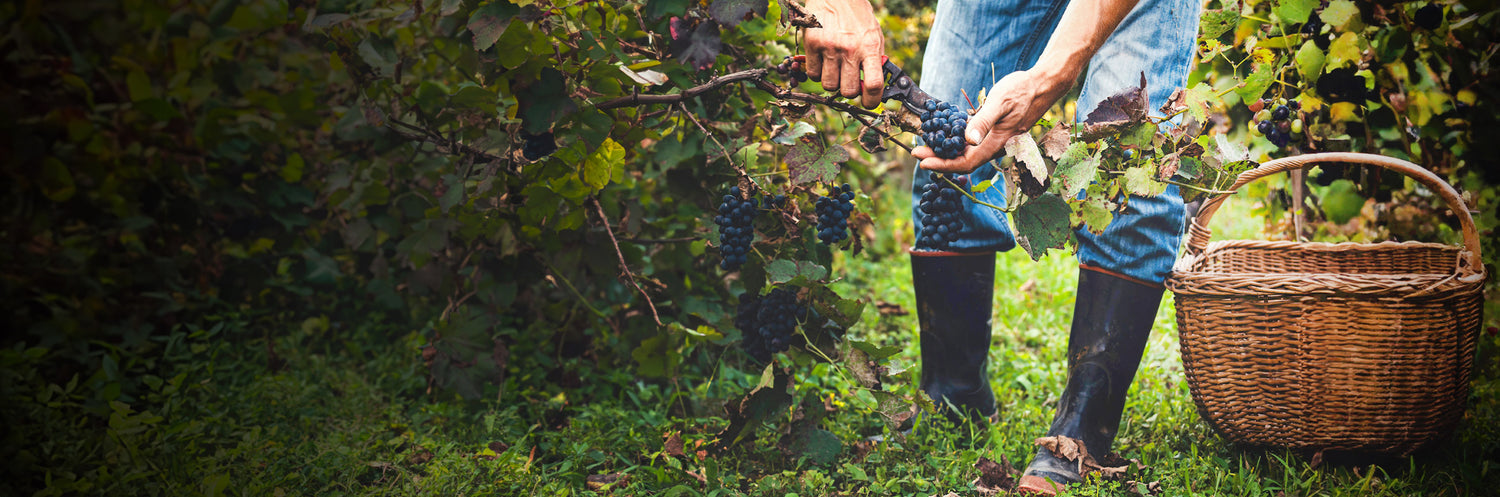 SPECTATOR WINE CLUB: BURGUNDY